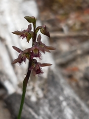 Genoplesium morrisii