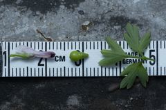 Fumaria judaica judaica