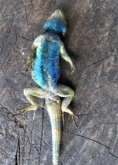 Sceloporus hondurensis