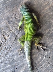 Sceloporus hondurensis