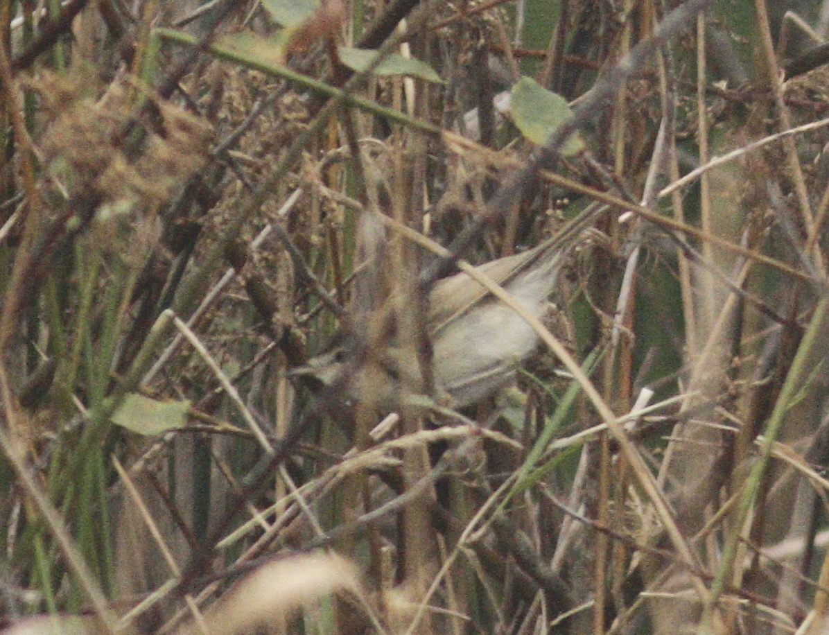 Paddyfield Warbler