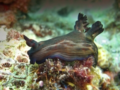 Nembrotha mullineri