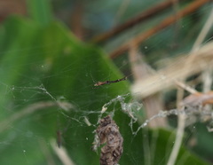 Argyrodes fissifrons