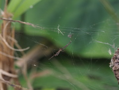 Argyrodes fissifrons
