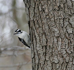 Dryobates pubescens