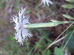 Dianthus superbus stenocalyx