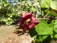 Hibiscus elatus