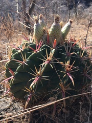 Ferocactus macrodiscus