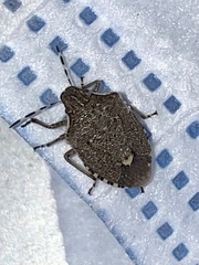 Holcostethus albipes