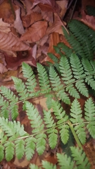 Dryopteris × triploidea
