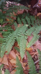 Dryopteris × triploidea