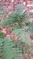 Dryopteris × triploidea