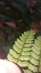 Dryopteris × triploidea