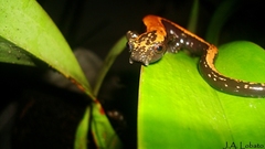 Bolitoglossa platydactyla