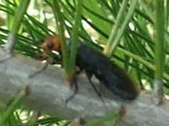 Acantholyda erythrocephala