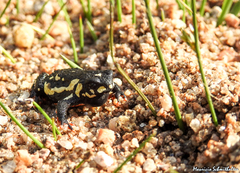 Melanophryniscus stelzneri