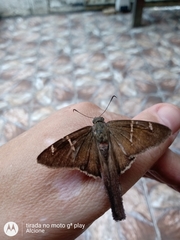 Lepidoptera