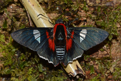 Aspitha aspitha