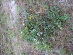 Dianthus superbus stenocalyx