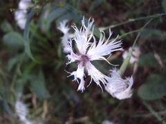 Dianthus superbus stenocalyx