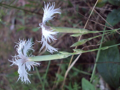 Dianthus superbus stenocalyx