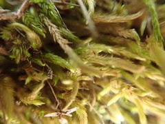 Scleropodium cespitans