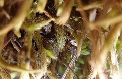 Scleropodium cespitans