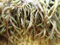 Scleropodium cespitans