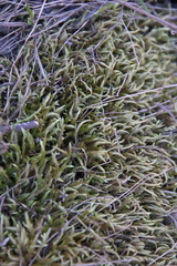 Scleropodium cespitans