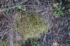 Scleropodium cespitans