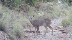 Odocoileus virginianus carminis