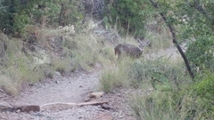 Odocoileus virginianus carminis