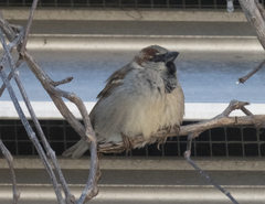 Passer domesticus