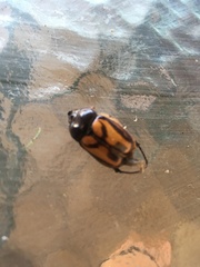 Oryctomorphus bimaculatus