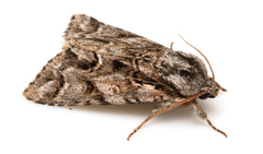 Acronicta digna