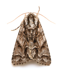 Acronicta digna