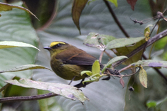 Silvicultrix diadema