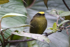 Silvicultrix diadema