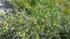 Castela erecta