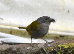 Chlorospingus semifuscus