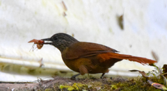 Thripadectes virgaticeps