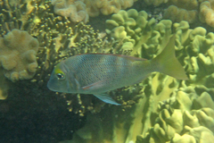 Lethrinus atkinsoni