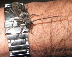 Neoplocaederus granulatus