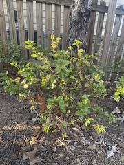 Rhododendron pentanthera