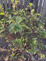 Rhododendron pentanthera