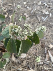 Viburnum macrocephalum