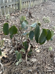 Viburnum macrocephalum