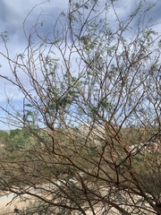 Prosopis glandulosa