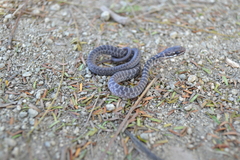 Mastigodryas boddaerti