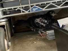 Columba livia domestica